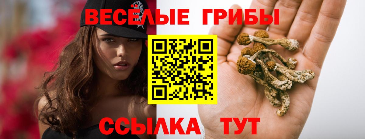 Галлюциногенные грибы прущие грибы  Галлюциногенные грибы Psilocybe  Кингисепп  Вход с VPN 